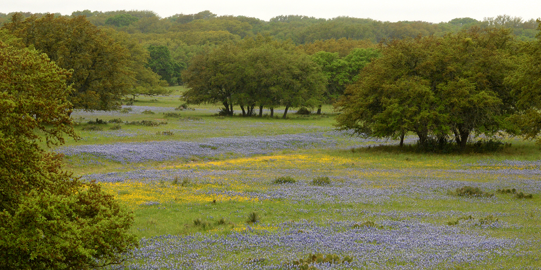 Texas bluebonnets in the Hill Country