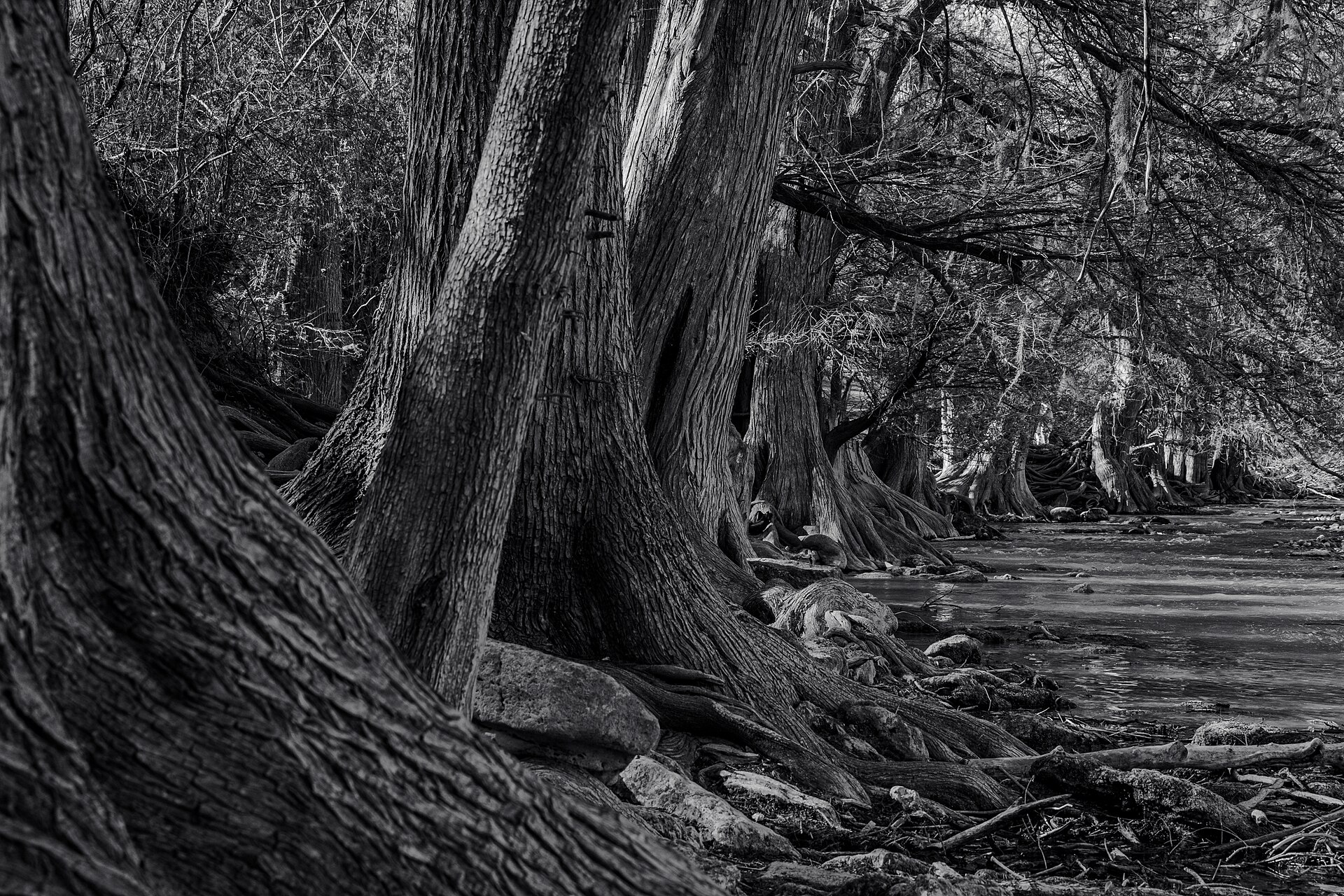 Bald cypress on the Guadalupe River