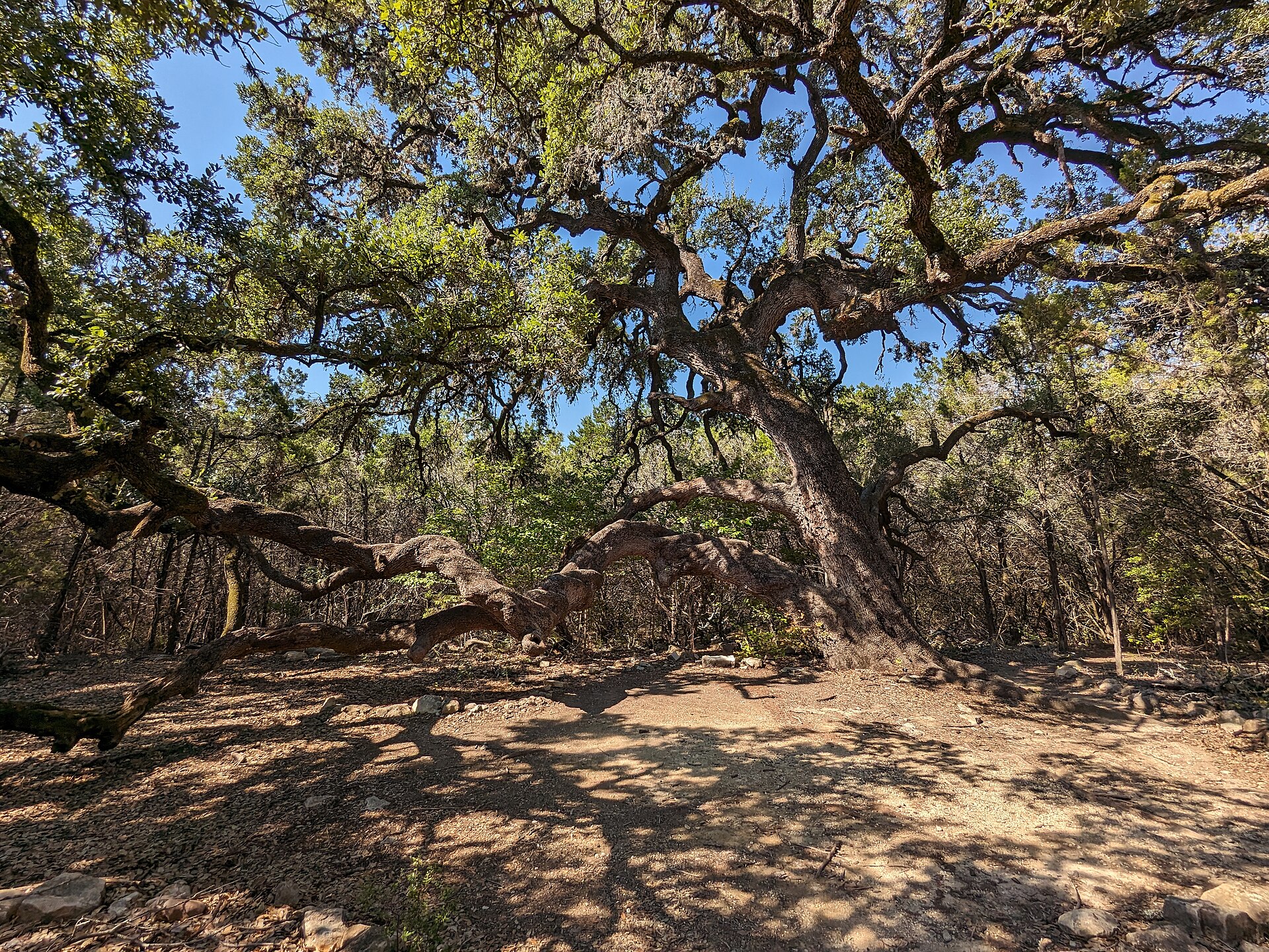 Texas live oak